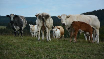 Si elle reconnaît que la consommation excessive de viande n’est pas souhaitable, la Fugea souhaite que l’on sensibilise les consommateurs et non que l’on intervienne sur la composition de leur assiette.