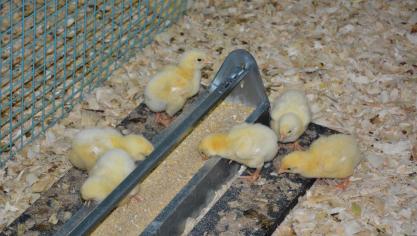 En Allemagne, le broyage des poussins mâles sera interdit dès 2022.