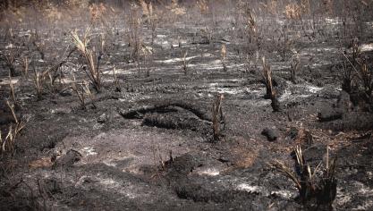 La multiplication des atteintes à l’environnement au Brésil notamment participent au coup de frein actuel sur la ratification de cet accord par plusieurs Etats membres de l’UE.