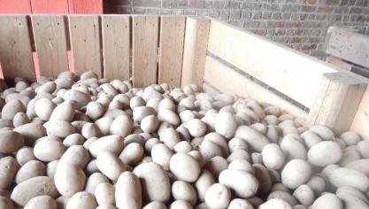 Laissez le plant sorti du frigo le temps de se réchauffer progressivement. Idéalement, il faut une période de 2 semaines entre sortie frigo et la plantation.