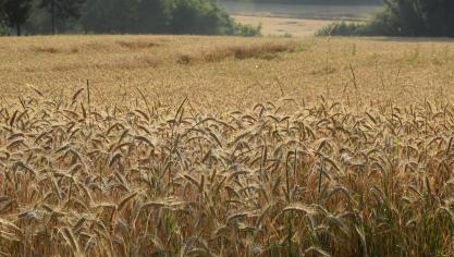 La plupart des ministres européens de l’Agricuture jugent nécessaire d’établir une définition commune de la protection biologique de manière à encourager leur usage par les agriculteurs.
