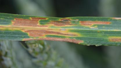 Quelques taches de septoriose sont visibles dans les étages foliaires inférieurs mais il est encore trop tôt pour juger la pression  des maladies en froment.