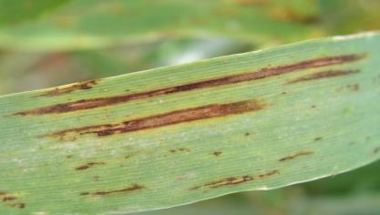 La rhynchosporiose, l’helminthosporiose (ci-dessus) et la rouille naine sont observées sur les parcelles mais le niveau d’infection est faible et ne nécessite pas de traitement.