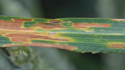 Quelques taches de septoriose sont visibles dans les étages foliaires inférieurs mais il est encore trop tôt pour juger la pression  des maladies en froment.