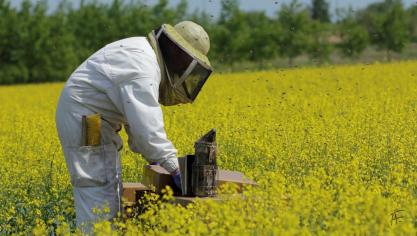 L’installation de ruches dans les parcelles de colza constitue un exemple de partenariat apiculteurs-agriculteurs qu’il convient de pérenniser et développer.