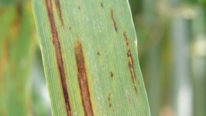 L’helminthosporiose est observée sur 10  des 15 parcelles du réseau. Le pourcentage de surface foliaire touché reste faible  dans tous les cas.