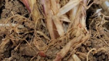 Présence de Typhula incarnata sur escourgeon début avril 2019.