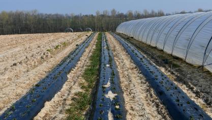 A ce jour, seuls 8,5% des terres agricoles sont voués à l’agriculture bio.