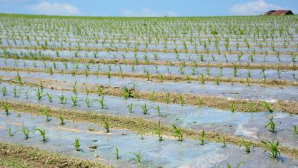 La plasticulture est davantage pratiquée en Ardenne et Haute-Ardenne où elle permet  de hâter la croissance du maïs. Son impact sur l’environnement pose toutefois question, raison pour laquelle une évaluation approfondie a été menée.