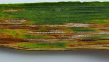 La septoriose est présente sur la quasi-totalité des parcelles du réseau d’observation du Cepicop. Elle est présente dans les étages foliaires inférieurs.