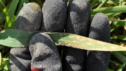 Les maladies observées en escourgeon sont l’helminthosporiose, la rouille naine, l’oïdium  (en photo) et la rhynchosporiose. Elles sont généralement présentes dans les étages foliaires inférieures et leur incidence reste encore faible.