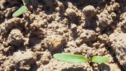 Il est recommandé de surveiller la germination des adventices et de respecter un délai de 6 à 8 jours entre deux FAR.
