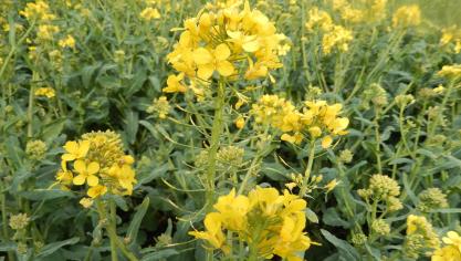 On trouve actuellement des boutons avortés et de nombreuses petites siliques jaunes qui traduisent des conditions stressantes pour les plantes.