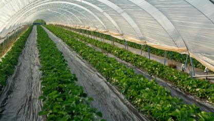 Cette perception positive que portent les consommateurs sur les serres solaires  s’explique surtout par l’énergie verte utilisée pour la culture des plants.
