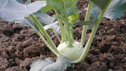 kohlrabi-176849_1920