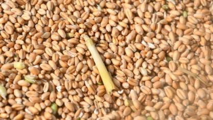 Avec des cotations supérieures à l’an dernier, les prix des céréales à paille  ont connu une érosion ces dernières semaines.