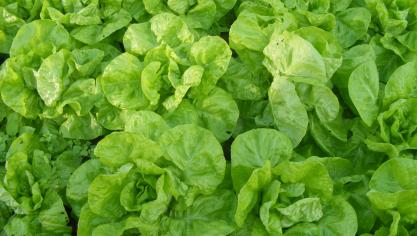 Un beau parc de laitues pour une dizaines de jours de savoureuses salades fraîches.