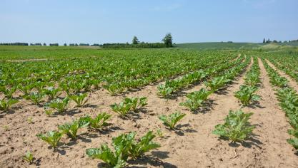 Selon Euroseeds, les modifications génétiques reposant sur les NBT apporteront une solution au moindre recours à la phytopharmacie.
