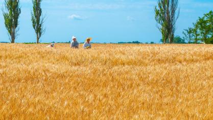 La production mondiale de blé pour la nouvelle campagne pourrait atteindre 778,8 millions de tonnes, soit 0,5% de plus que le niveau estimé pour 2020, en raison d