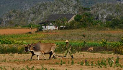 Dans de nombreuses régions du monde, comme ici dans l’ouest de Cuba, les paysans travaillent dans des conditions et avec des moyens