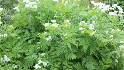 Le cerfeuil perpétuel a été oublié dans les dernières décennies. Autrefois, son usage comme plante alimentaire et surtout aromatique  fut très importants. Cette plante vivace retrouve un intérêt dans nos potagers et en particulier en permaculture.