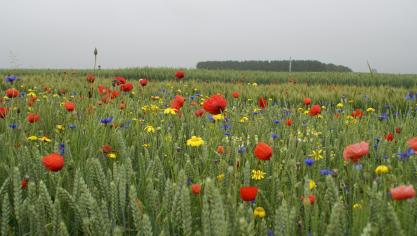 Les désaccords entre simplification administrative, préservation de la compétitivité agricole et exigences environnementale va pouvoir se prolonger au mois de juin. Mais le débat risque de perdurer tout au long du processus de validation des plans stratégiques nationaux de la pac par la Commission européenne, qui devrait aboutir dans un an environ.