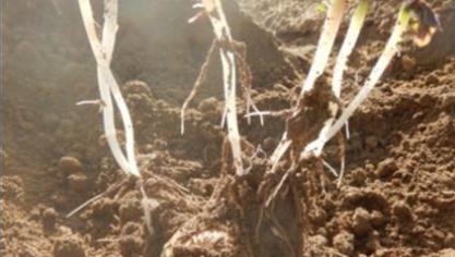 Plant de Fontane mis en terre il y a 36 jours et qui «pointe».
