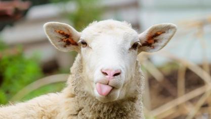 L’offre est toujours limitée en Europe comme en Océanie,  face à une demande mondiale soutenue.