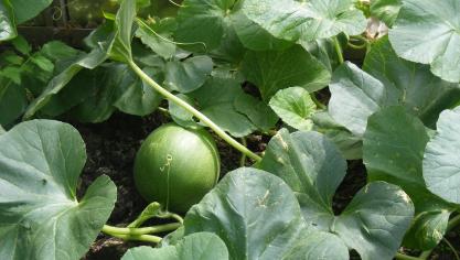 SB 3968 jeune fruit
