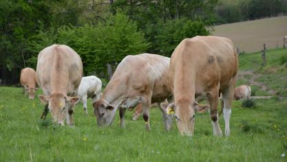 Le nombre de bovins viandeux est stable ; une tendance accueillie favorablement  vu les difficultés rencontrées pour faire converger l’offre et la demande.