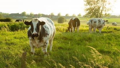 Pour les animaux à robe bleue et/ou blanche (principalement des blanc-bleus), une diminution importante d’environ 40 % sur une échelle de 10 ans a été épinglée en Wallonie.