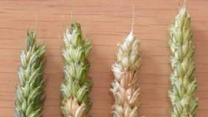 Le contrôle de la fusarioseau moyen de fongicides est plus efficace lorsqu’il est réalisé avant les pluies contaminatrices, du stade épi dégagé jusqu’à la floraison. les deux épis de droite illustrent Fusarium spp., ceux de gauche, Microdochium spp.
