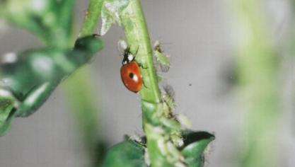 Les auxiliaires, telle cette coccinelle « au restaurant »,  sont de précieux alliés pour les arboriculteurs.