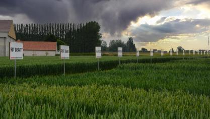 Jorion Philip-Seeds expose pas moins d’une soixantaine  de variétés de céréales sur sa plateforme.