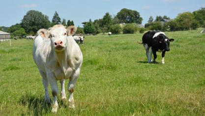 Un nouveau cahier des charges ne reprenant que les normes légales en matièrede bien-être animal a été rédigé. Il se nomme «Codiplan Bien-être animal».