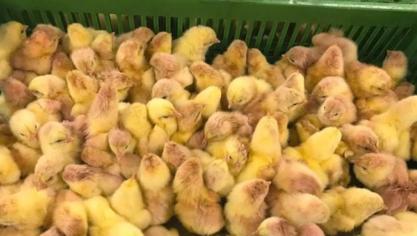 Poussins d’un jour vaccinés contre la coccidiose.