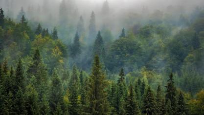La Stratégie pour les forêts à l’horizon 2030 est vivement critiquée pour son caractère prescriptif.