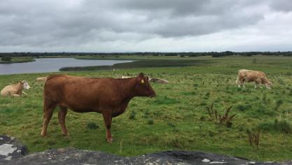 Les conséquences d’un accord avec les pays du Mercosur  se feraient lourdement sentir sur les revenus des producteurs