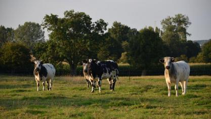 Si l’on en croit l’état de l’agriculture wallonne, le cheptel wallon a subi des changements structurels depuis 1990. Si le nombre de bovins laitiers a été divisé par deux,  le nombre de bovins viandeux s’est quant à lui étoffé.