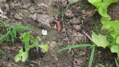 Après plusieurs semaines de pluies abandantes, le sol s