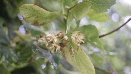 Le fleurs de tilleul sont cueillies de juin à mi-juillet, selon les situations et la variété de tilleul. Cette année, le temps froid a retardé la floraison, les pluies répétées ont altéré l