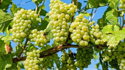 grapes-2656259_1920