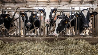 La production laitière poursuit sa tendance haussière  dans les principaux bassins exportateurs.