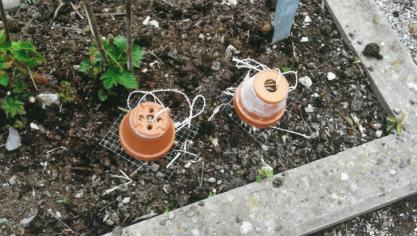Divers dispositifs permettent d’attirer les auxiliaires au verger.  Ces pots, par exemple, accueillent des forficules.