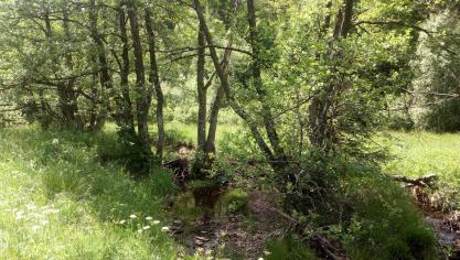 Cordon rivulaire en bordure de prairie.