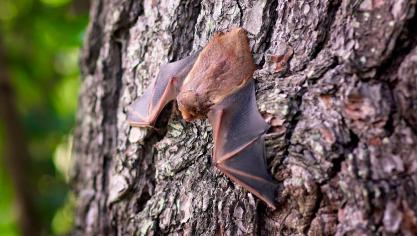 bat-1695186_1920