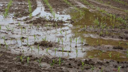 Si la partie récoltable d’une culture sur une parcelle inondée est entrée en contact avec l’eau contaminée, il est recommandé de ne pas la récolter pour la consommation ou l’alimentation animale.