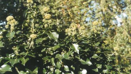 Dans une haie ou un massif, le lierre a un rôle particulièrement important comme abri et, grâce à sa floraison automnale, il offre une nourriture alternative aux insectes butineurs.