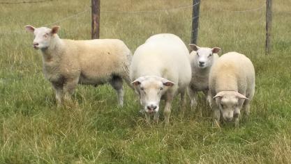 Le mois d’août est le moment idéal pour décider quels animaux  débuteront la prochaine saison de reproduction.