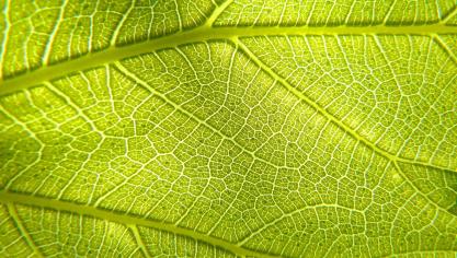 leaf-3333950_1920